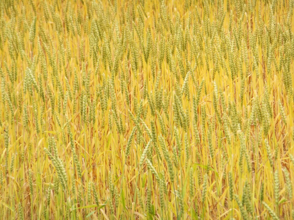 Plant yellow nature yellow plant