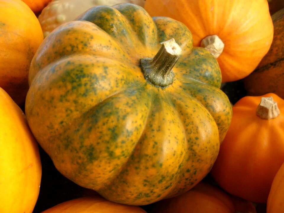 Vegetables harvest autumn