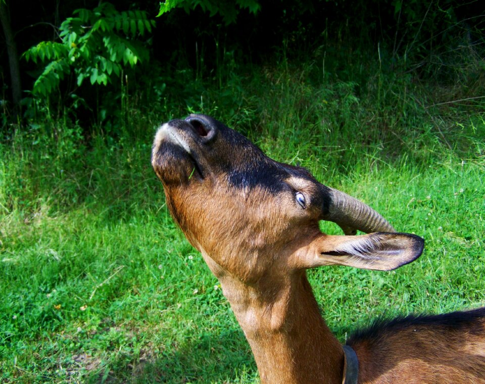 Goat brown-black goat farm animals