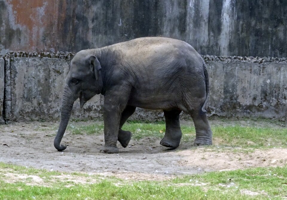 Mammal animal wildlife