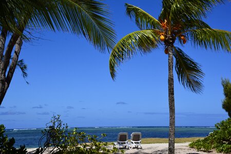Mauritius coconut tropical photo