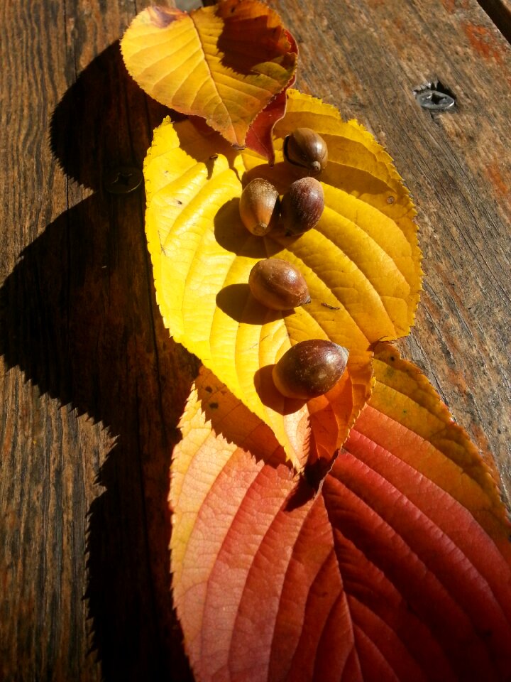 Autumn leaves acorn autumn