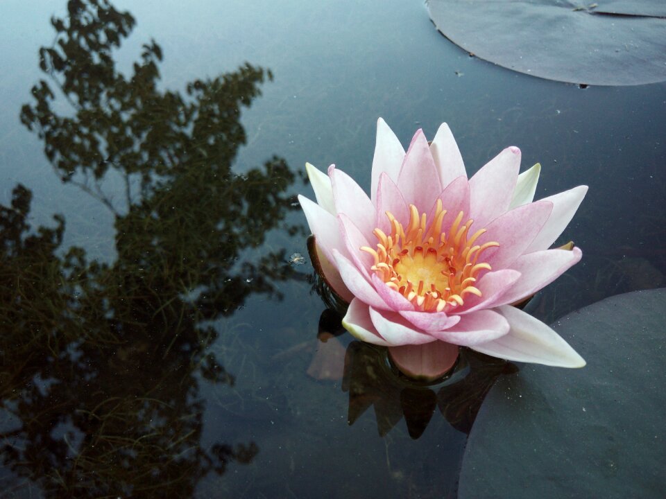 Pond water reflection nature