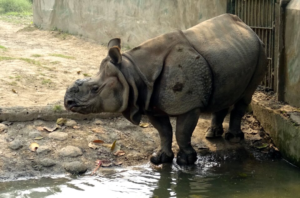 Wild wildlife endangered