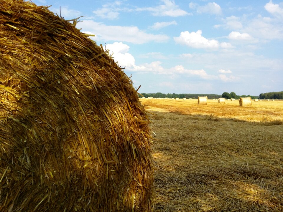 Field crops village agriculture