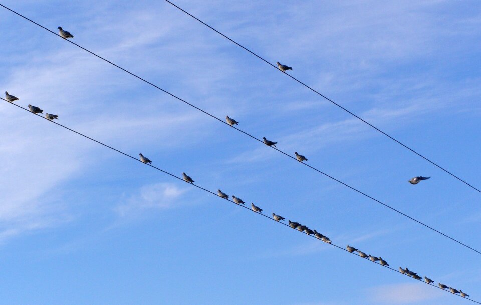 Cables electric lines