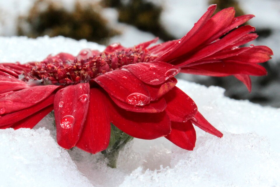 Flower red drop of water