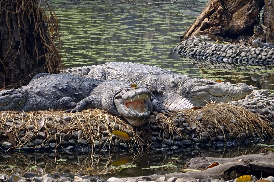 Wildlife reptile animal