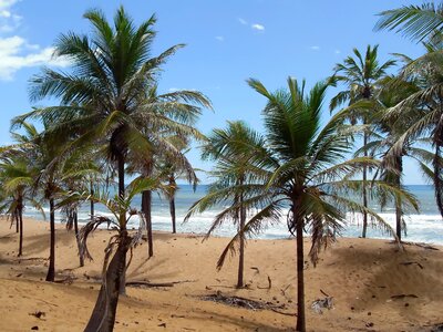 Atlantic tropical side
