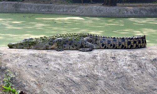 Reptile predator carnivore
