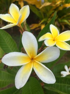 Island rapa nui tiare