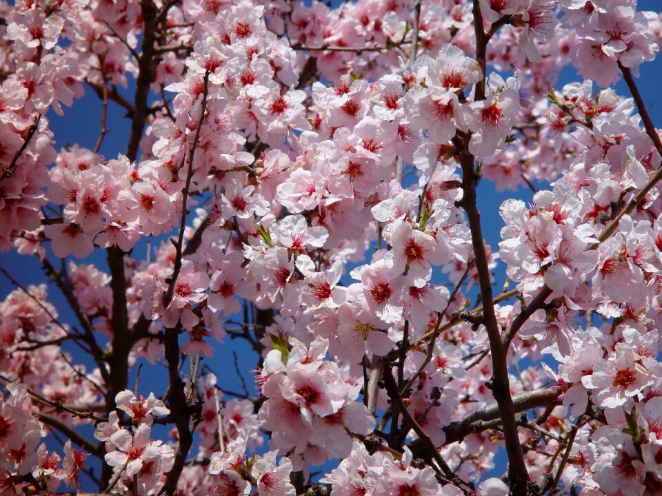 Spring blossom spring awakening