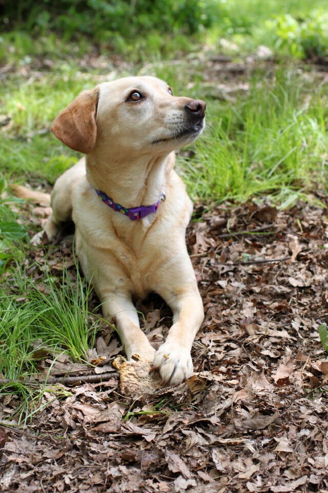 Yellow labrador terrier