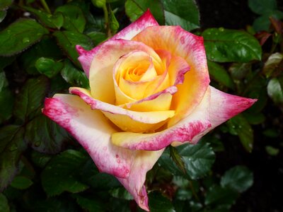 Rose bloom bi color close up photo