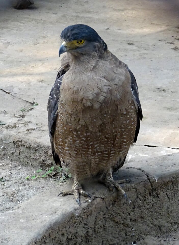 Predator ornithology carnivore