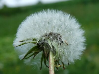 Nuns plant meadow