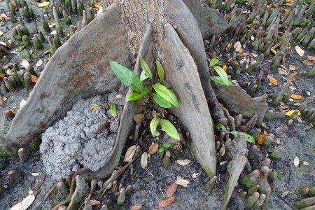 Mangrove species malvaceae photo