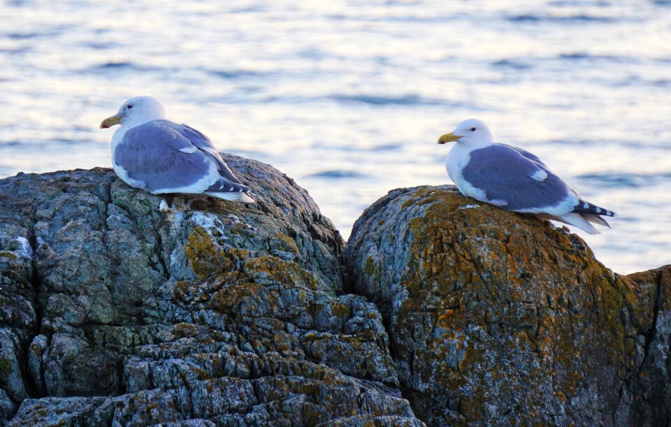 Ocean rocks nature