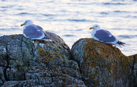 Ocean rocks nature