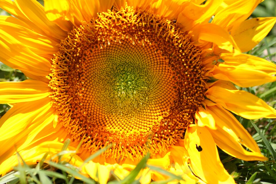 Cheerful petals flora