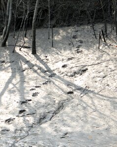 Bengal footprint sundarbans