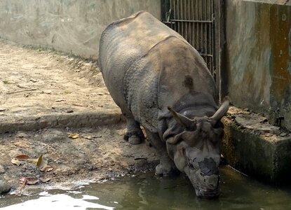 Wild wildlife endangered
