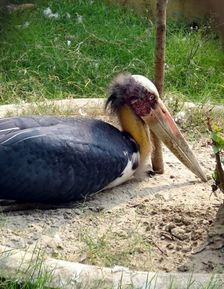 Zoo kolkata india