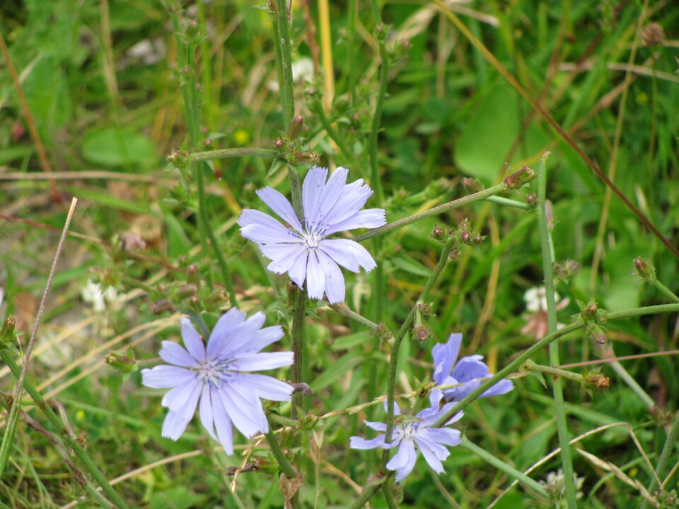 Meadow plant nature