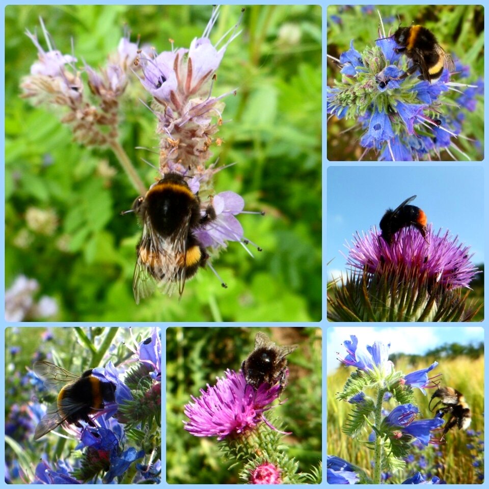 Pollination flower blossom
