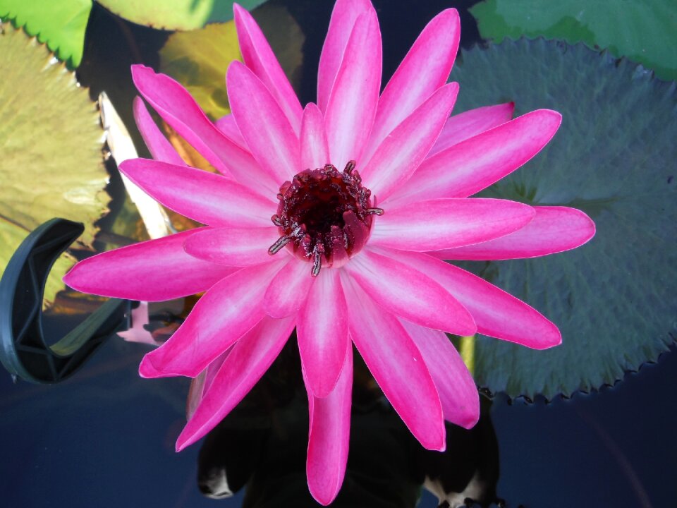 Pink petals flower flora