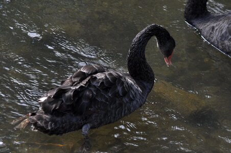 Black water