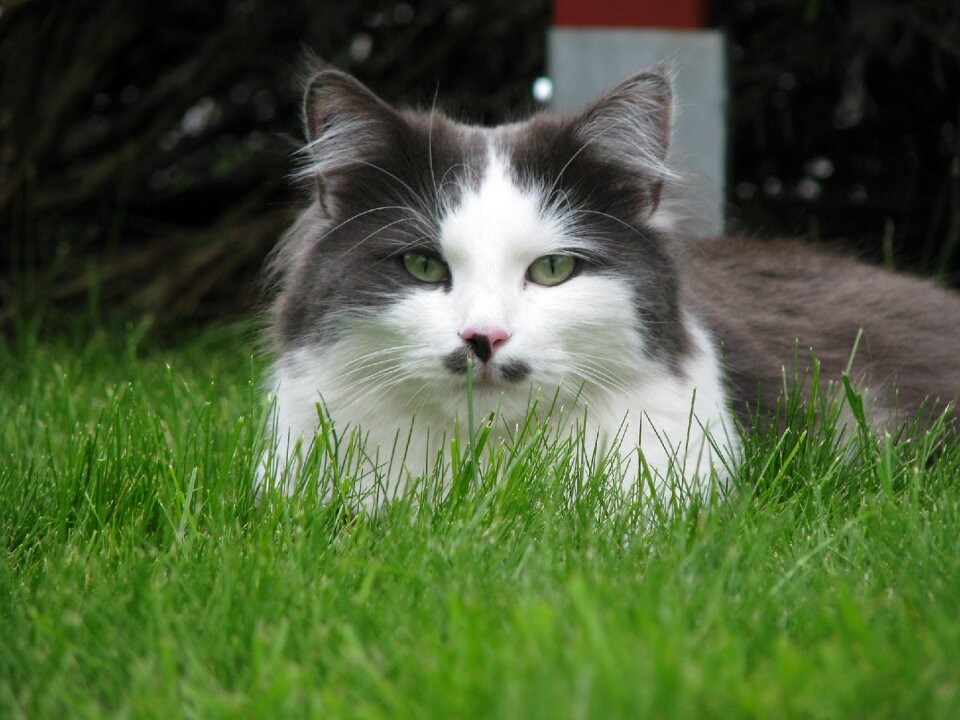 Animals mieze domestic cat