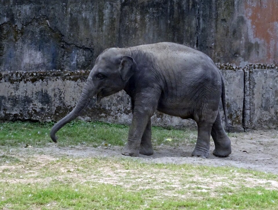 Mammal animal wildlife