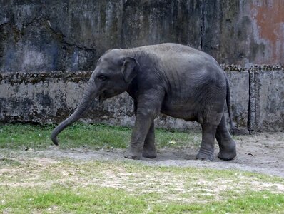 Mammal animal wildlife