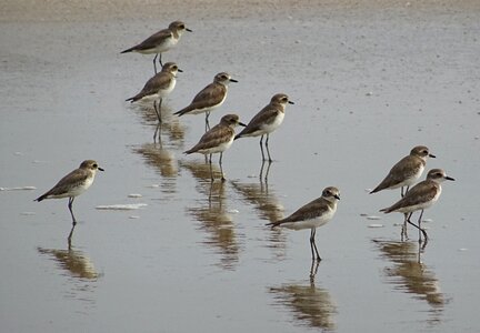 Fauna avian beach photo