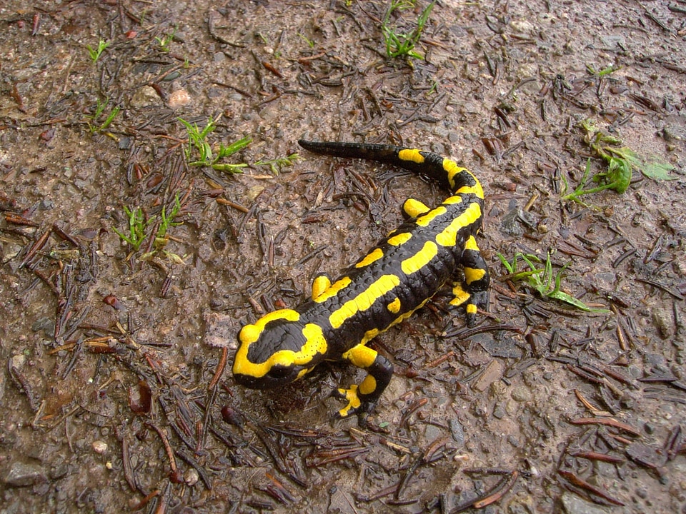 Amphibian spotted yellow