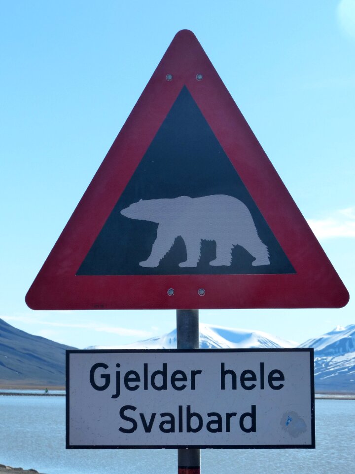 Polar bears caution spitsbergen