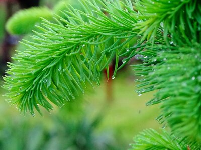 Pine iglak plant photo
