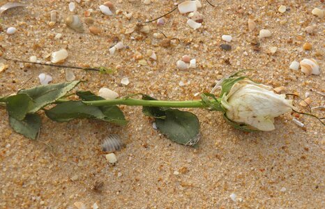 Beach funeral at sea dead rose photo