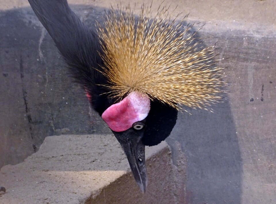 Balearica pavonina wildlife ornithology