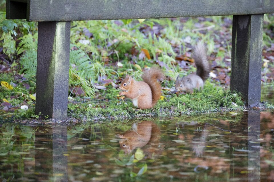 Sciurus vulgaris cute