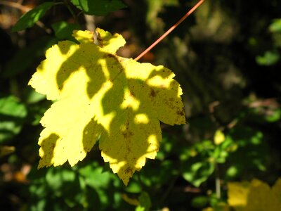 Yellow sheet autumn lights game