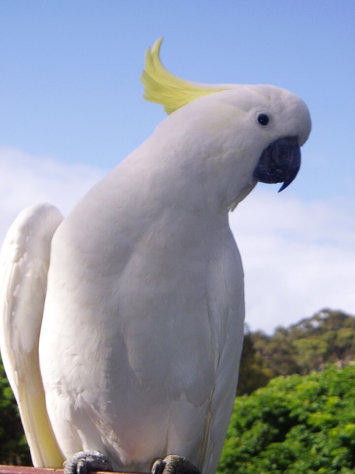 Bird fauta white feather