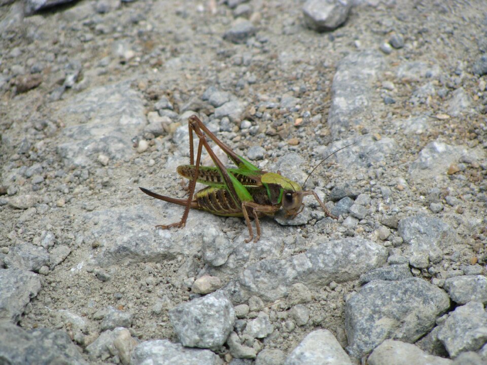 Green nature bug