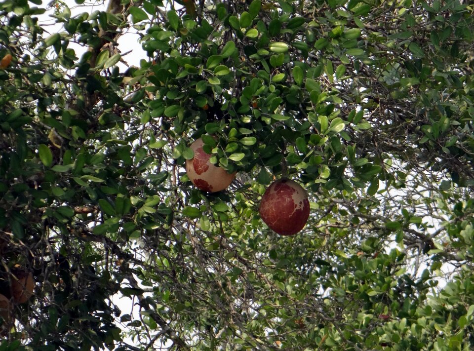 Xylocarpus granatum meliaceae sundarbans