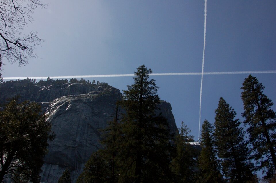 Forest yosemite pattern
