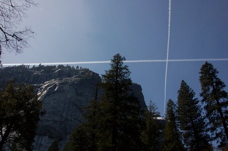 Forest yosemite pattern photo