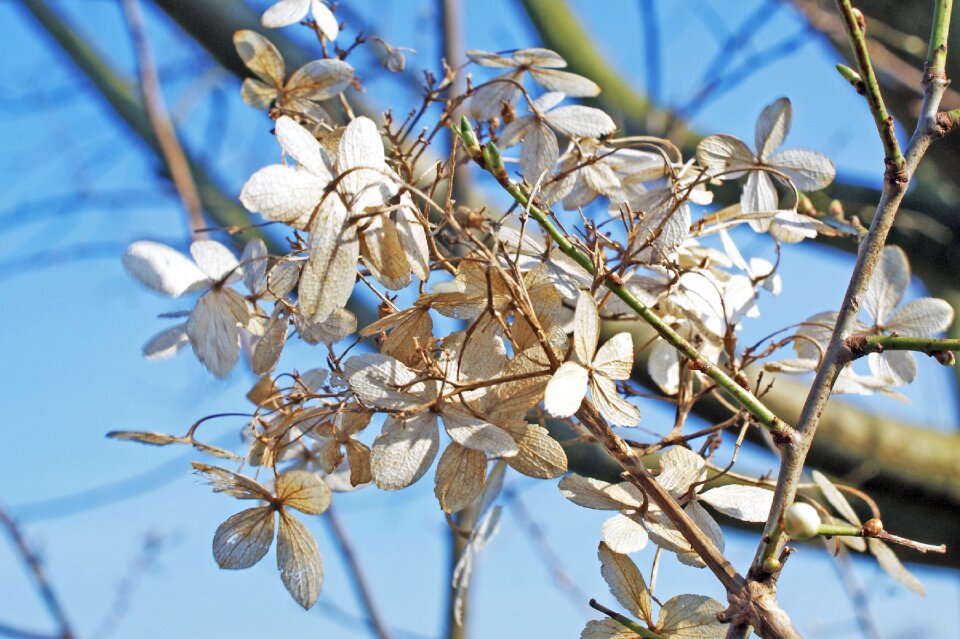 Bush white flower