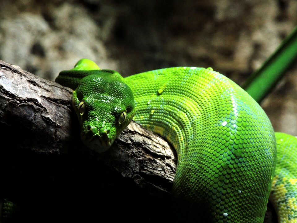 Reptile scale green snake