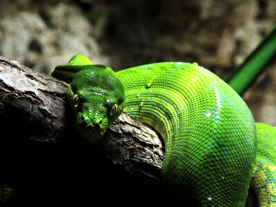 Reptile scale green snake photo